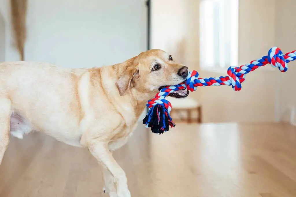 What To Do with Old Climbing Rope: Popular Ideas OH ToysDogsCrave Ropiez 4 Knot Tug BlueRed